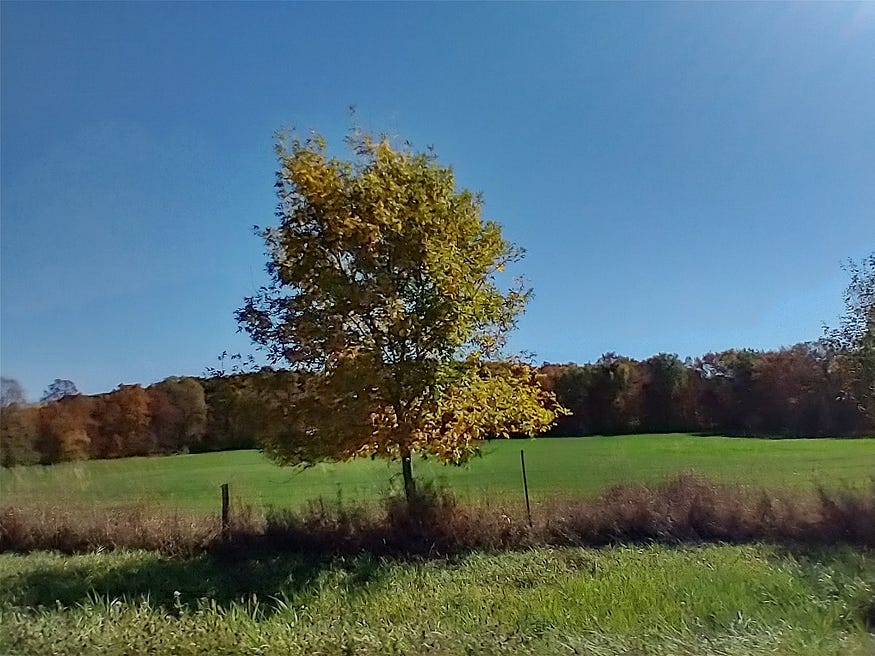 A solitary golden tree stands along a wire fence line before a green field and distant trees in full fall colour. Above, blue skies.