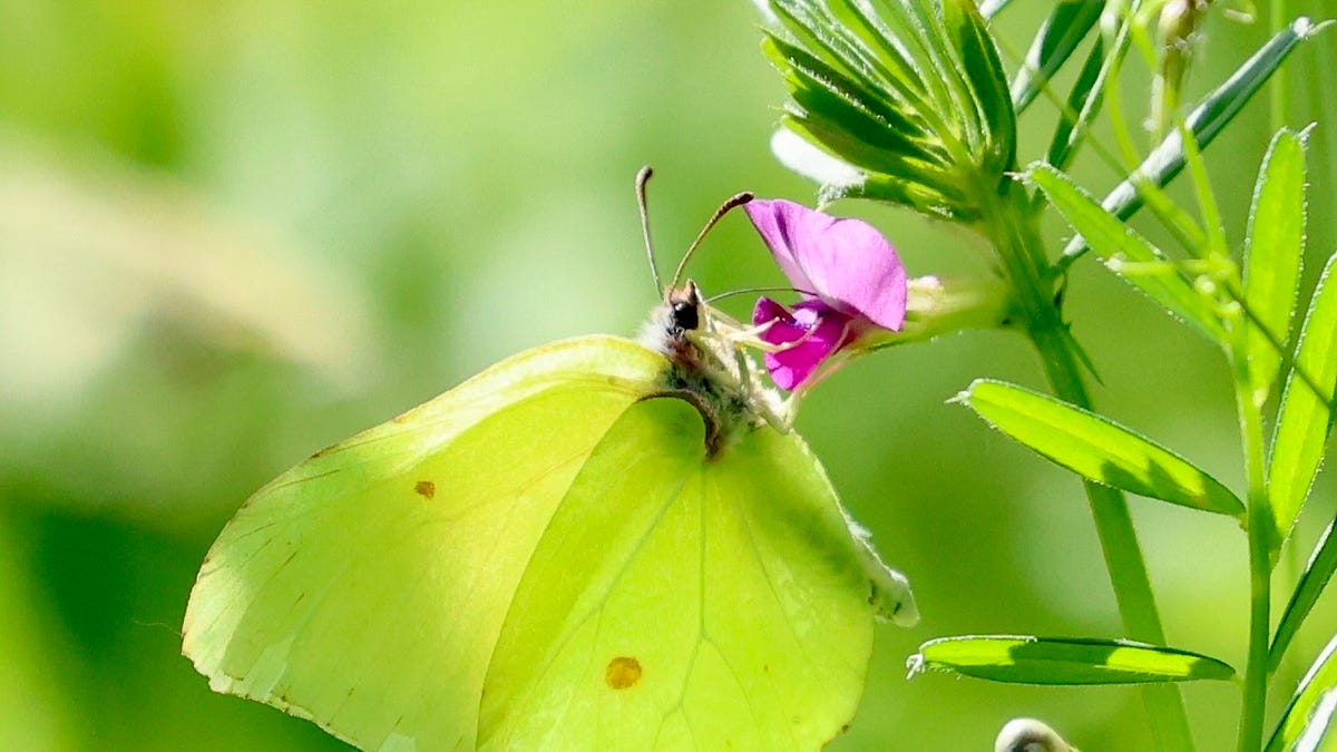 photographing butterflies uk