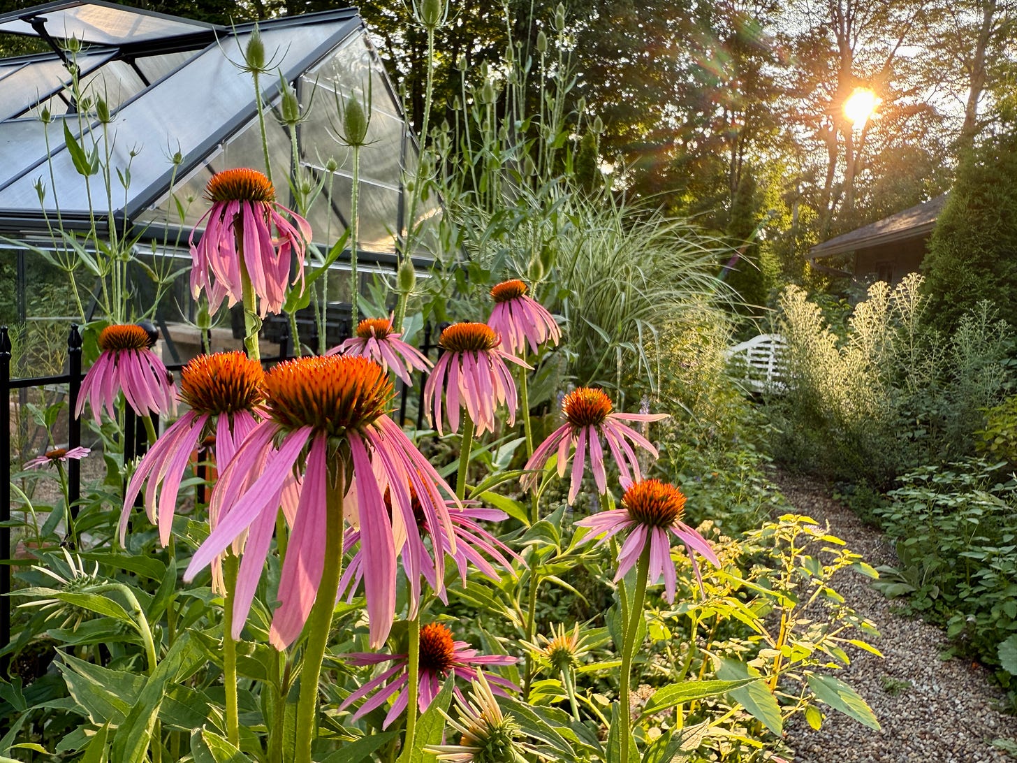 Echinacea ‘Magnus’ the king of the coneflower, and the one reliable cultivar the returns and reseeds each year. 