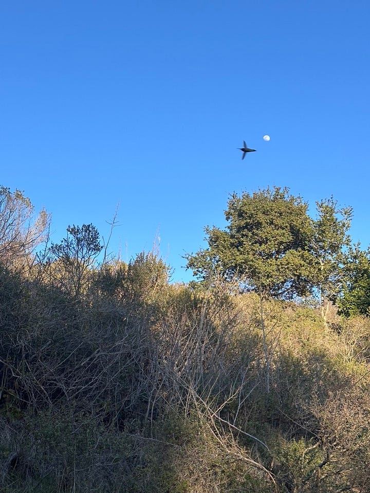 hummingbird moon, rainbow refractions, portals, botanical gardens