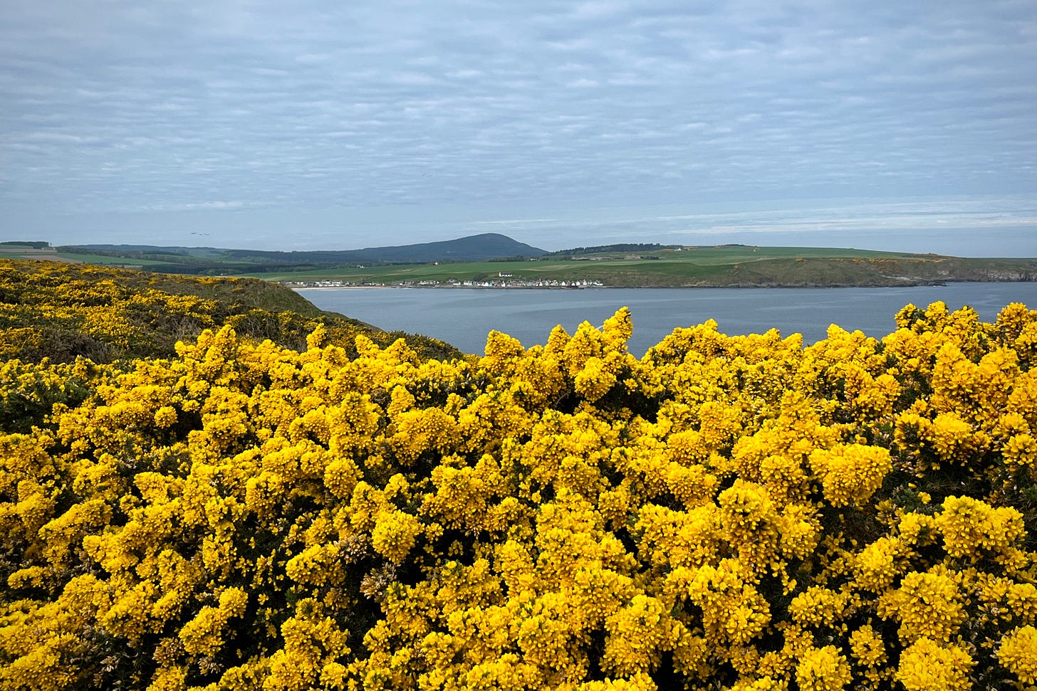 A profusion of yellow flowered gorse foregrounds the view from the Moray Coast Trail towards Sandend