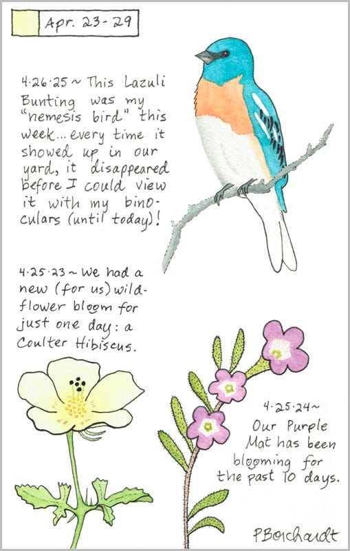 Perpetual Journal, week of Apr. 23-29: Lazuli Bunting (2025); Purple Mat in Bloom (2024); Coulter Hibiscus in Bloom (2023) Perpetual Journal, week of Apr. 23-29: Lazuli Bunting (2025); Purple Mat in Bloom (2024); Coulter Hibiscus in Bloom (2023)