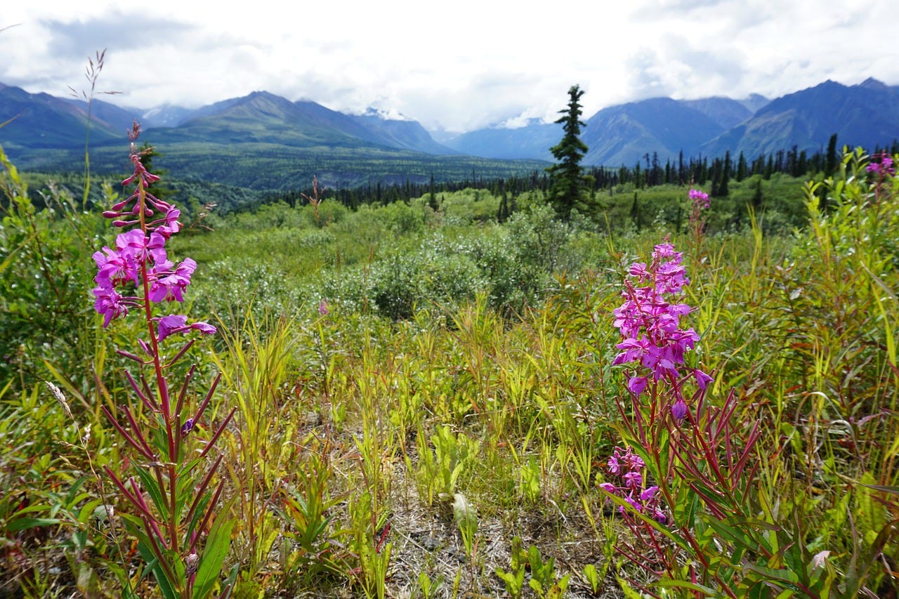 Fireweed blooming on the Alaska landscape.