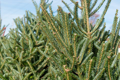 Images of Christmas trees in sales lots, in piles, and in a boat 