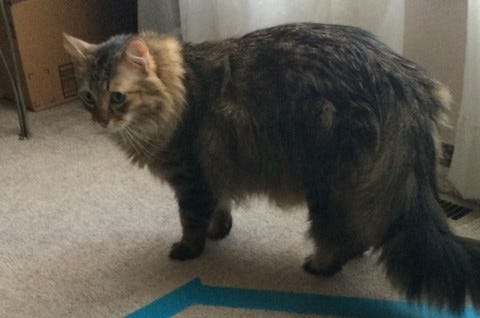 Chase_Cats'_Tails Chase_Cats'_Tails
