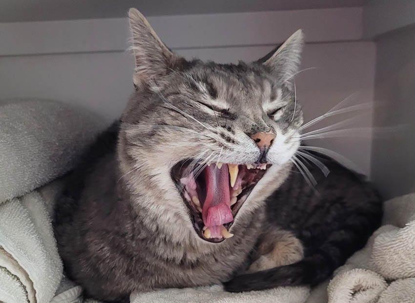 Grey tabby cat yawning widely, he has only one fang now, on the right side of his mouth. 