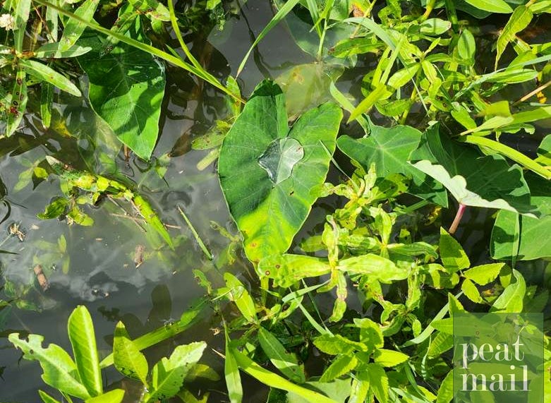 A green plants in a pond

AI-generated content may be incorrect.