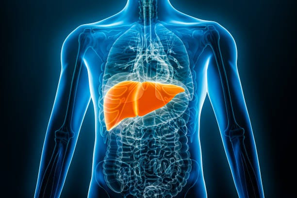 xray anterior or front view of human liver 3d rendering illustration with male body contours. anatomy, organ of digestive system, medical, biology, science, healthcare concepts. - the liver bildbanksfoton och bilder