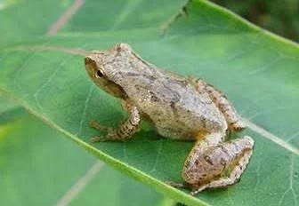 Image of Pseudacris (Hyla) crucifer - Coastal Rivers Conservation Trust