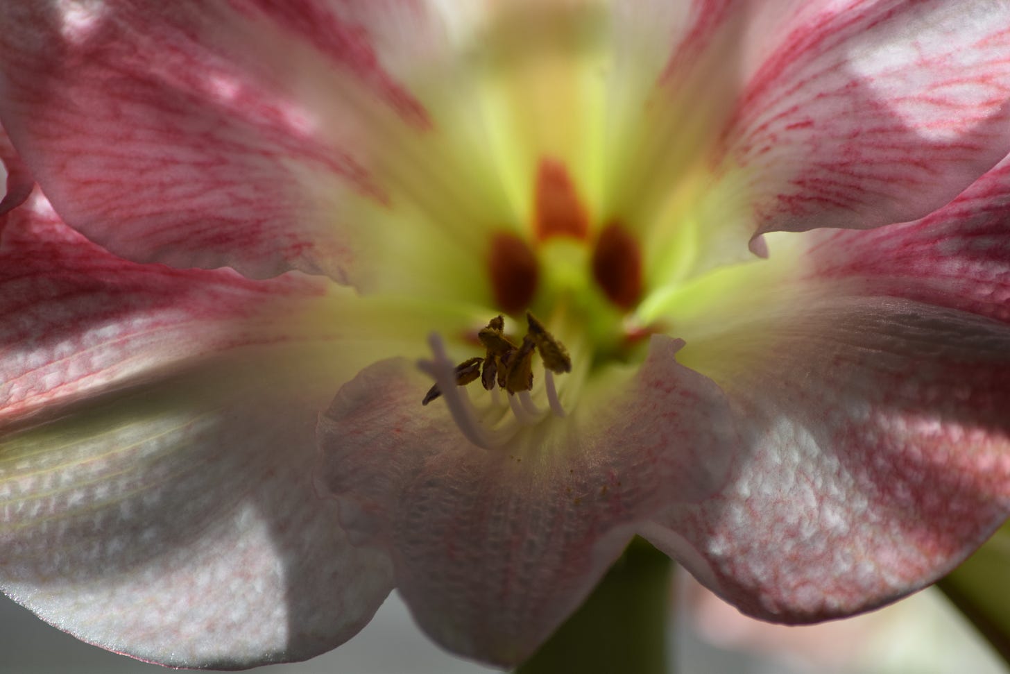 Macro photo of the amaryllis bloom the poem describes:: pink and white with central green streaks and brown spots like apple seeds