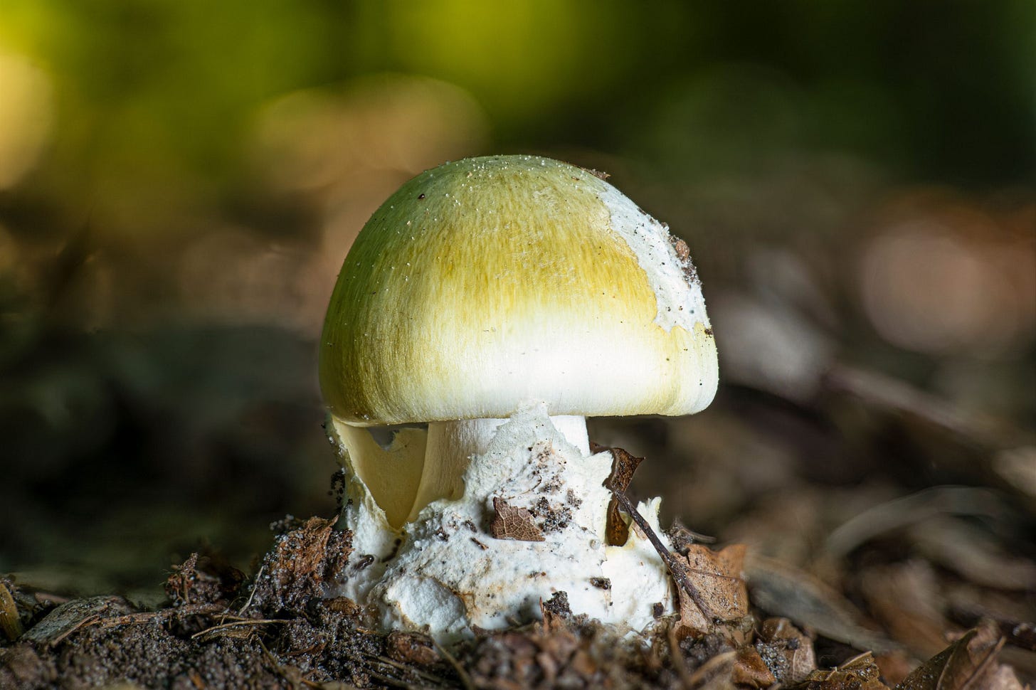 What Are Death Cap Mushrooms? - Mushroom Headquarters