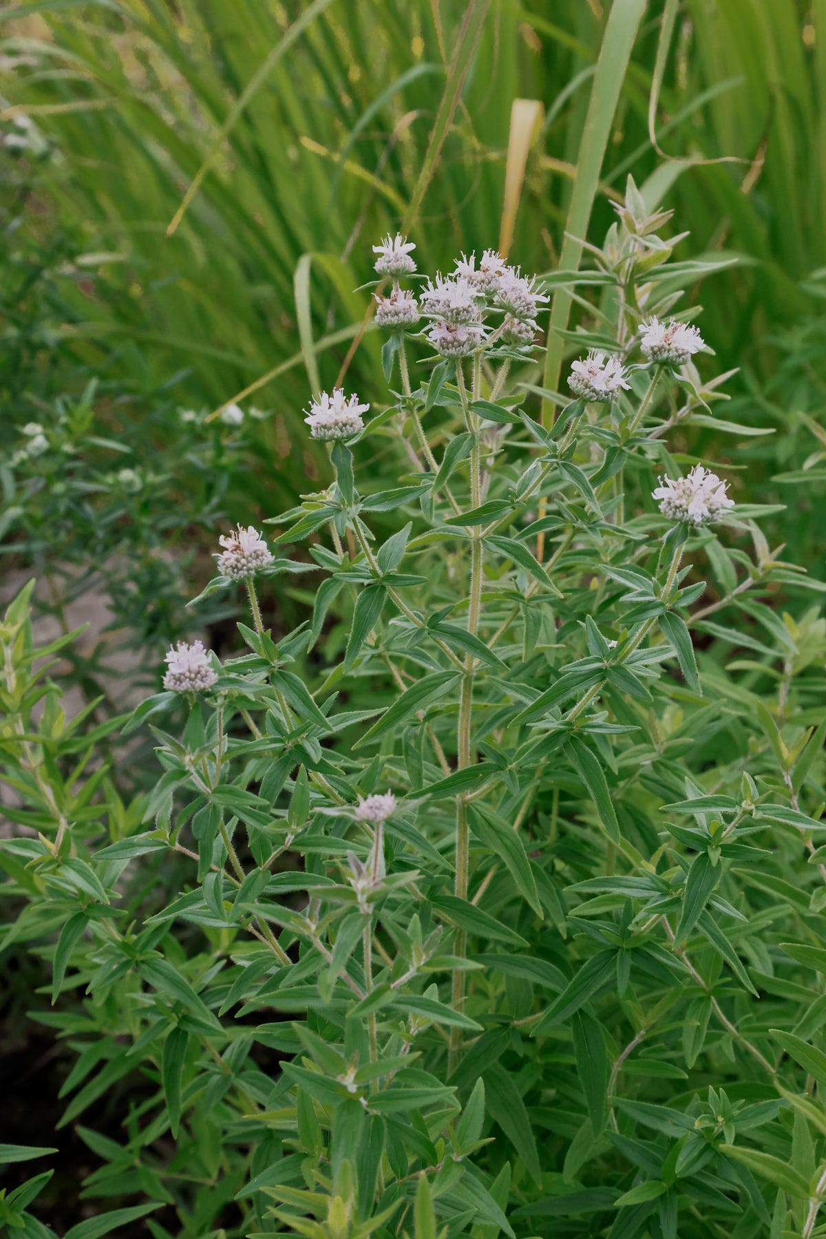 hairy mountain mint plants hairy mountain mint plants