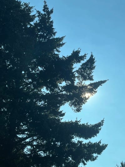 The image of a tree reaching its branches into the horizon of a bright blue sky.