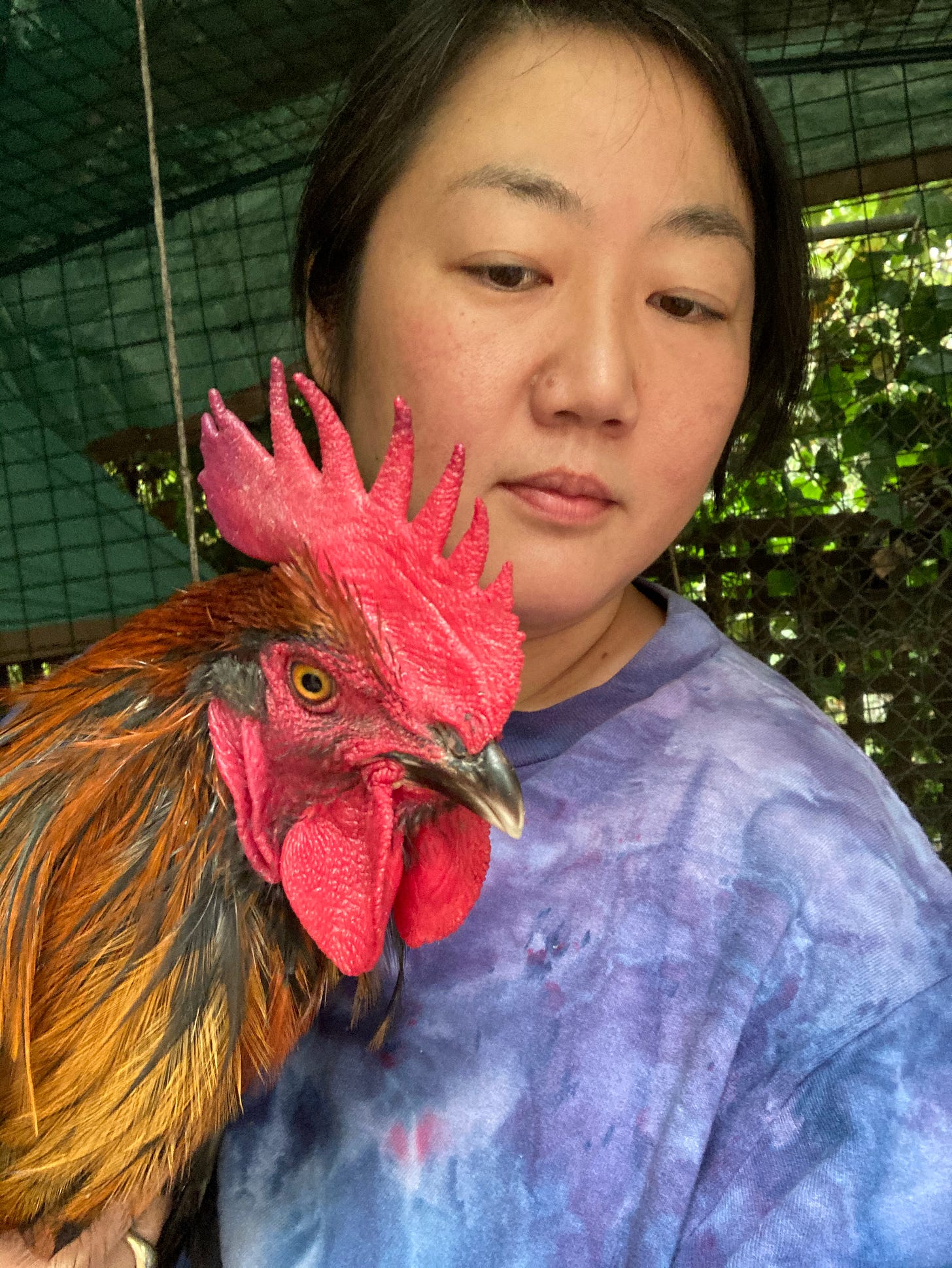 picture of me and Brad the Rooster before he hit FULL development and decided he would be the Meanest Rooster Ever and attack me. this was before all that when he was kind of nice!