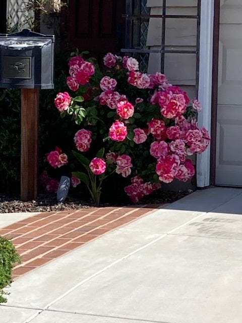 May be an image of rose, tree and outdoors