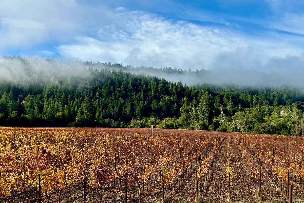 A vineyard along Highway 128