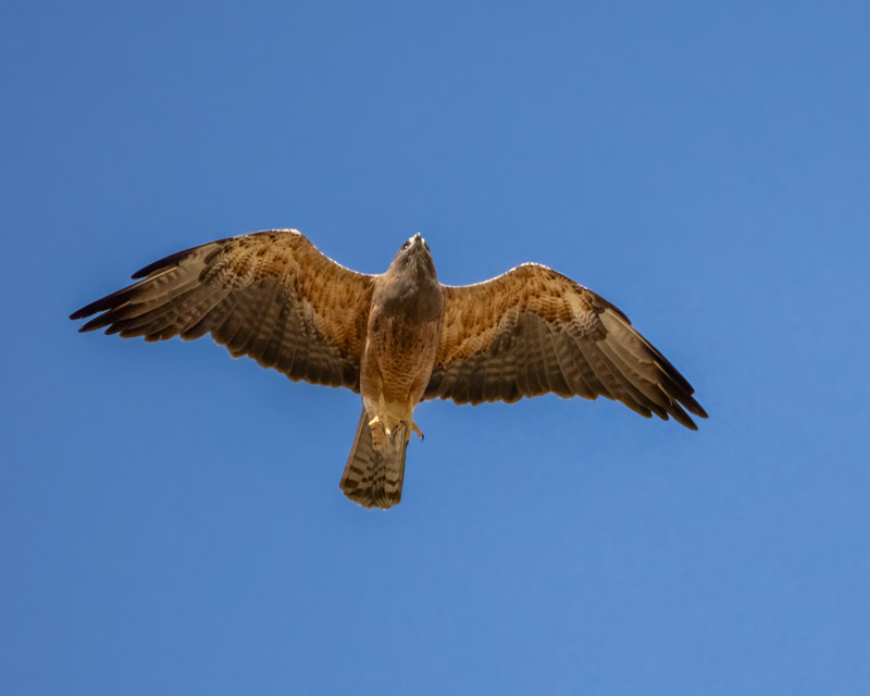 20250801-Manville-559-Edit.jpg 20250801-Manville-559-Edit.jpg