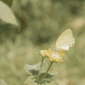 The Butterfly Effect