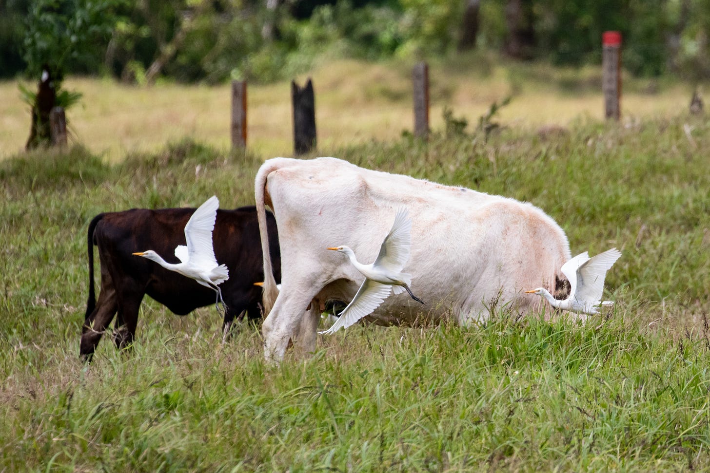 three white egrets flying to the left in front of two cows, one brown, one white, feeding in tall grass.