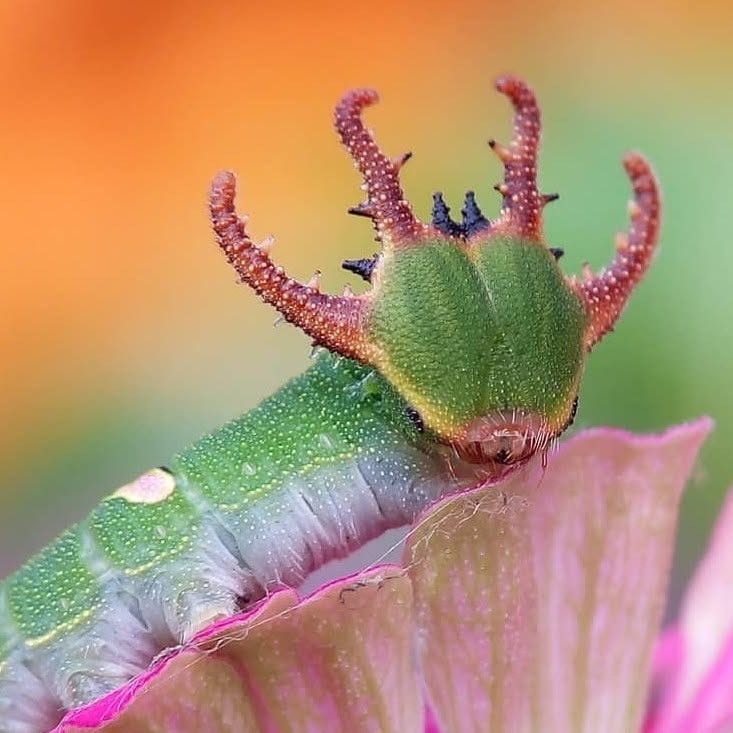 Macro Micro Insects World
