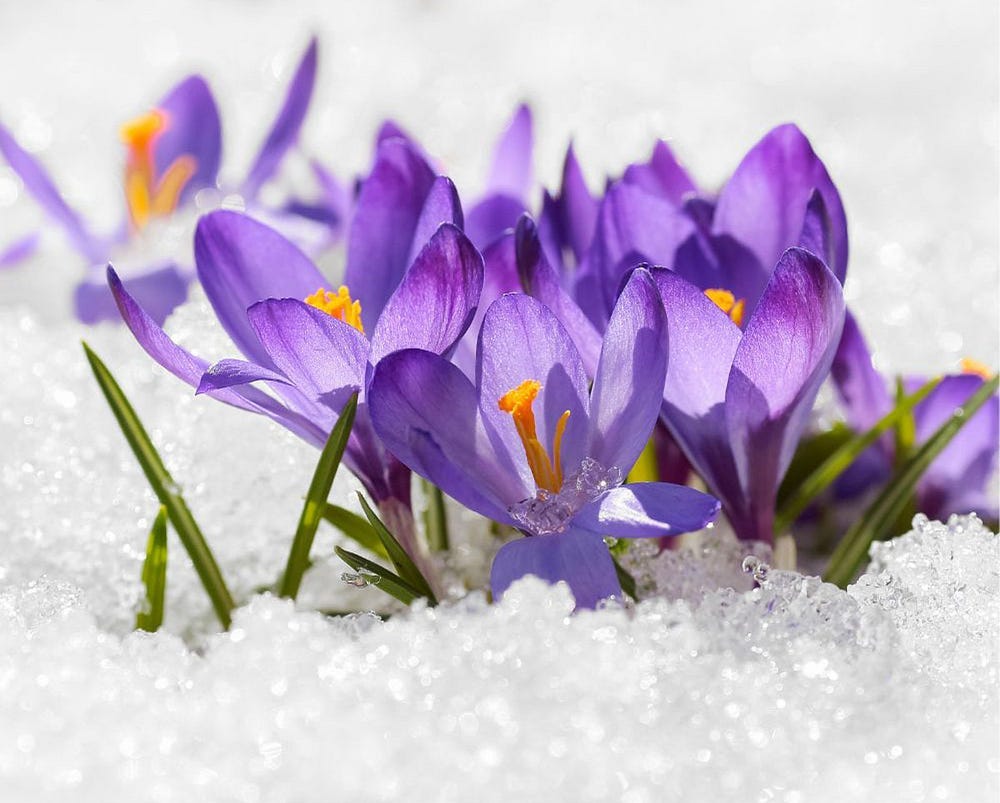 crocus flowers blooming in snow