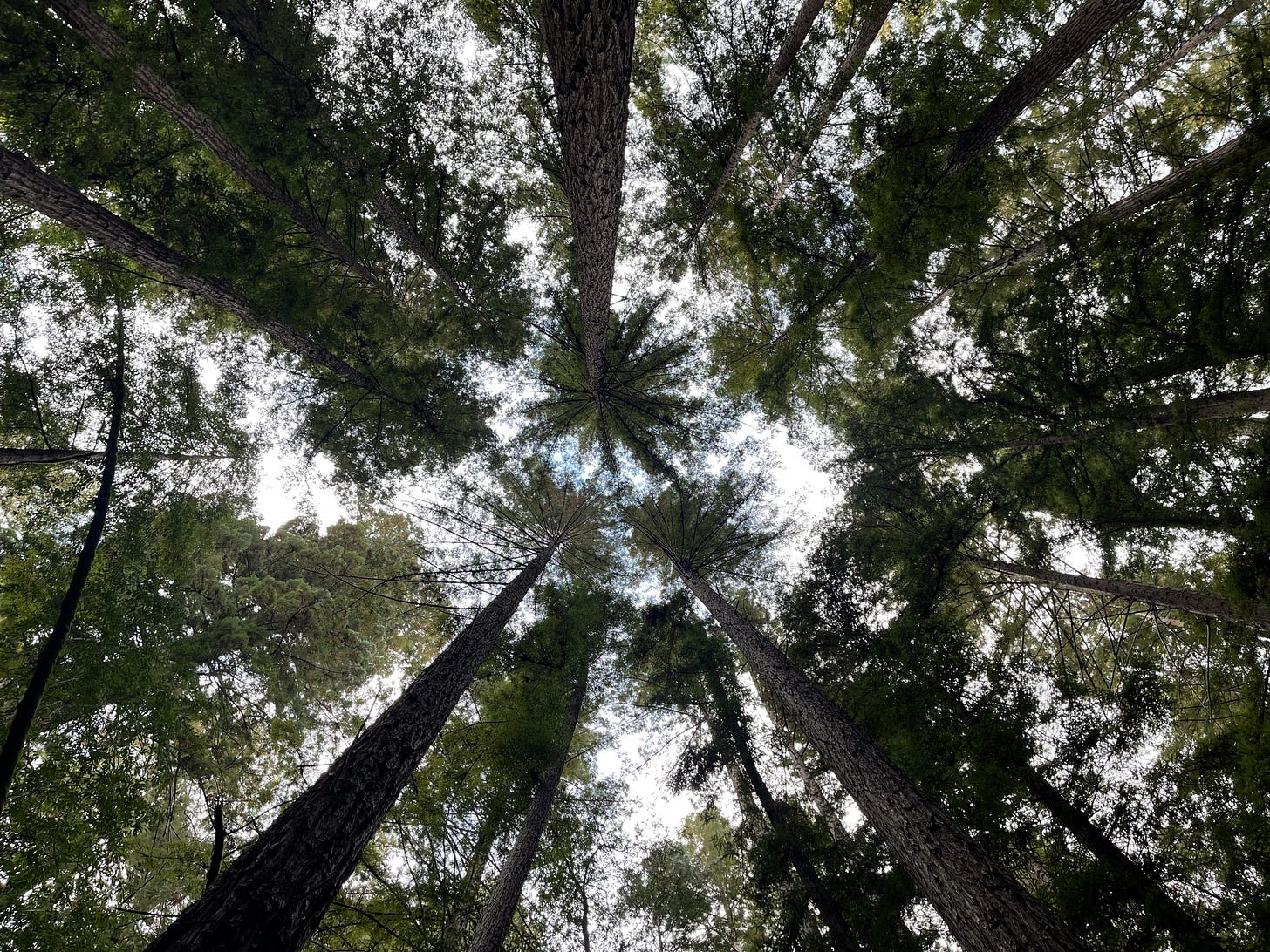 redwood treetops