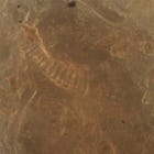 Hybrids on their way from the intestine to the blood