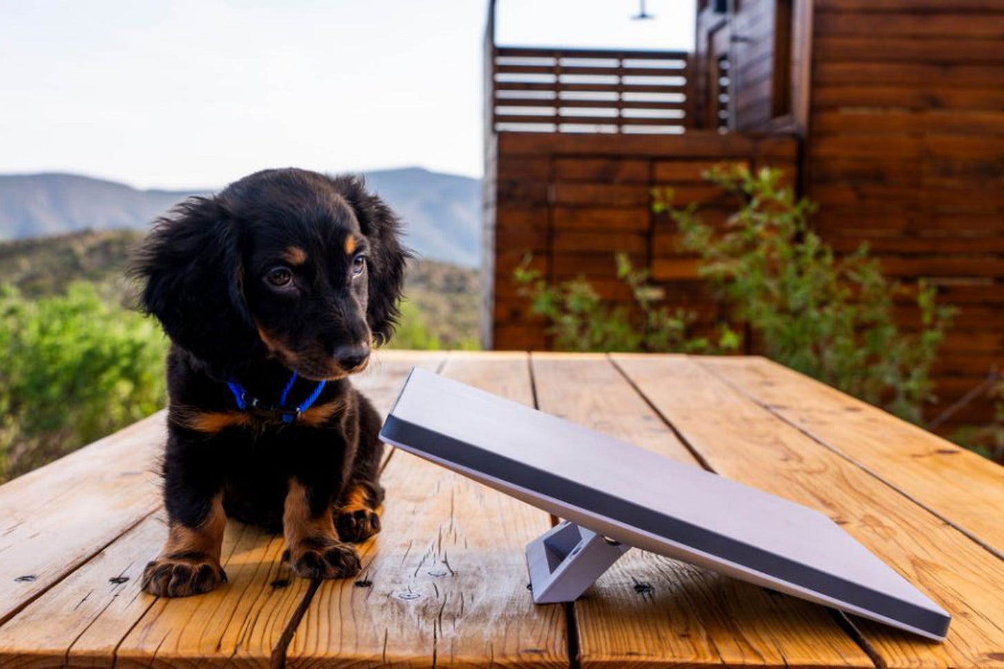 The white Starlink Mini dish sitting on a table looks small even next to a small brown dog. The white Starlink Mini dish sitting on a table looks small even next to a small brown dog.