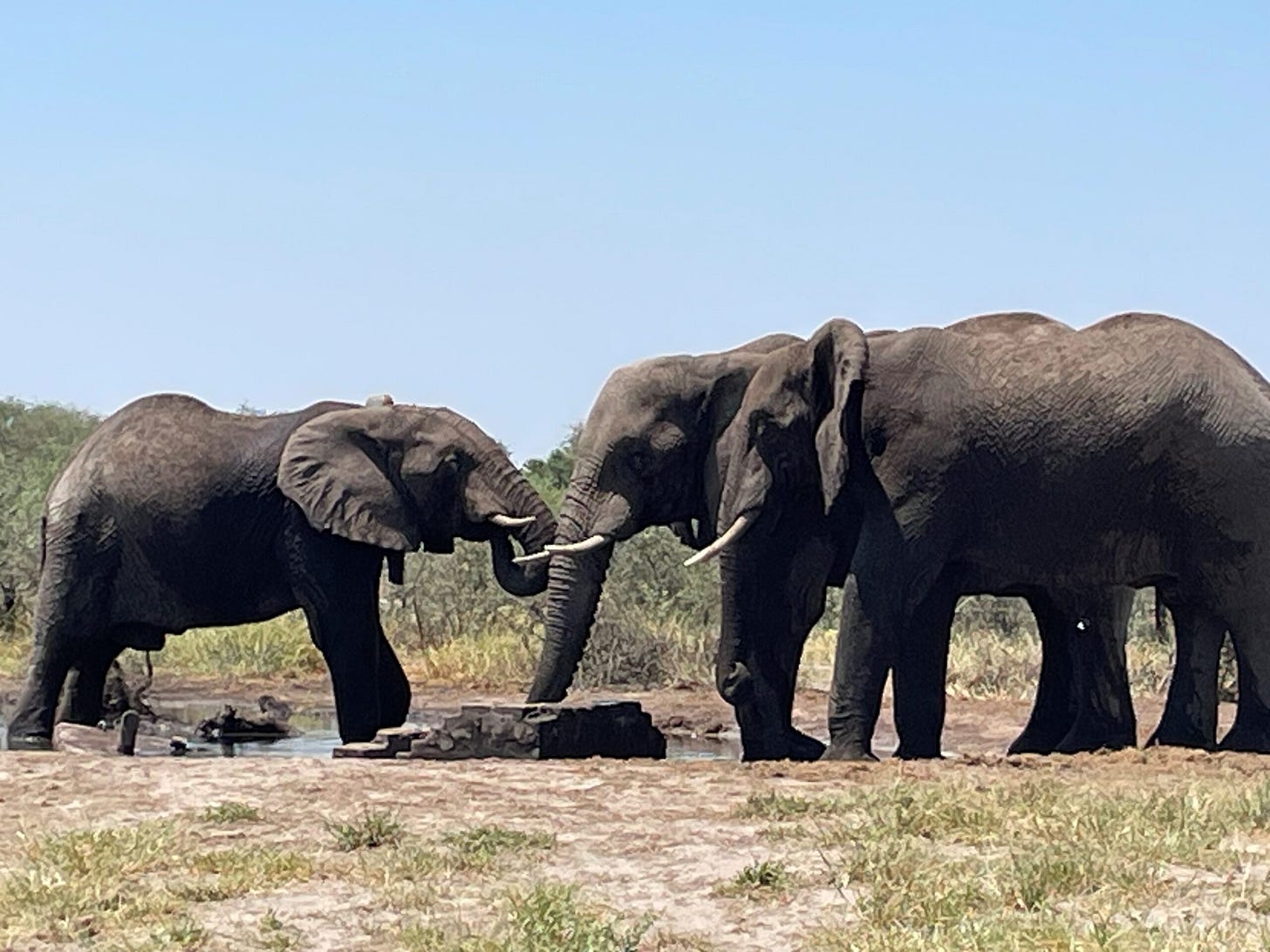 Z16, left, drinking at a waterhole along the Maun-Nata road in Botswana, north of Makgadikgadi Pans National Park in Botswana. Z16, left, drinking at a waterhole along the Maun-Nata road in Botswana, north of Makgadikgadi Pans National Park in Botswana.