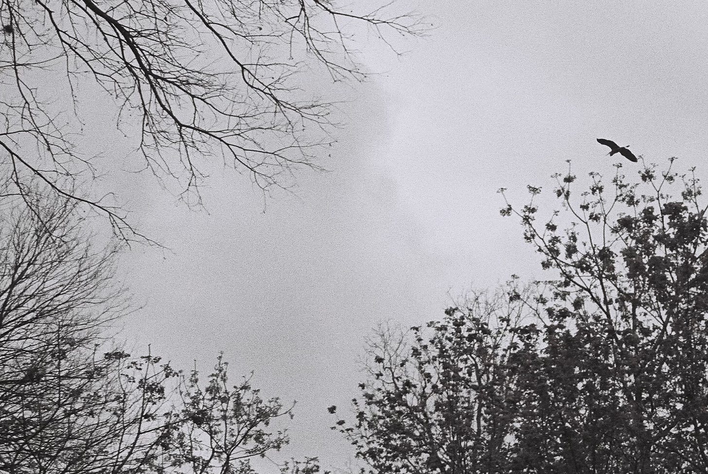 Black and white photo of heron flying over trees