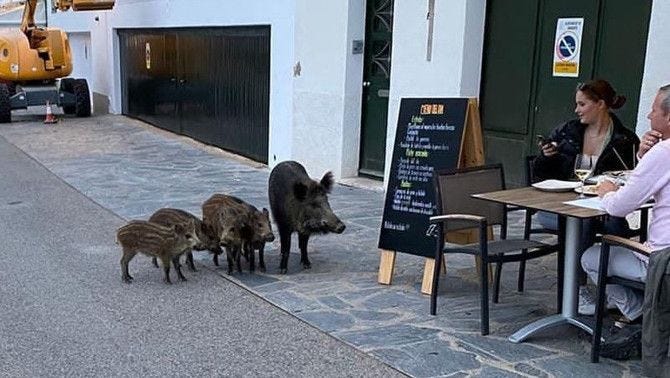 Com es pot posar fi a la plaga de senglars a Barcelona? - 3CatInfo