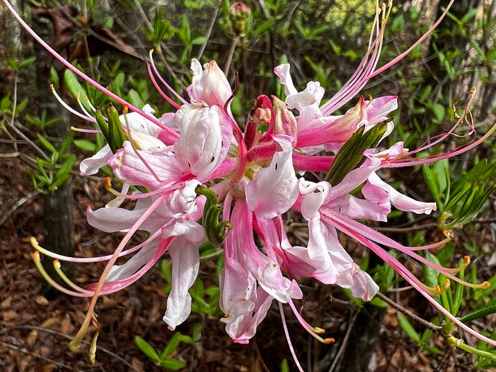 Pink flowers, one blooming, one budding