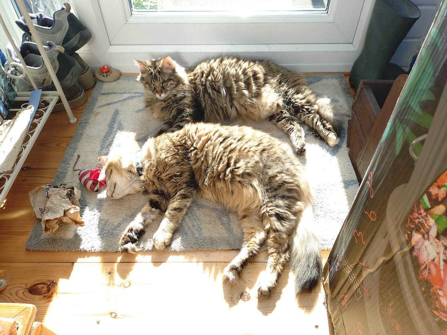 Milly and Rosie lying in the conservatory basking in the sunlight coming through the glass door