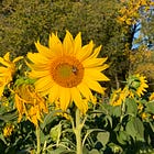 Harvesting the Light