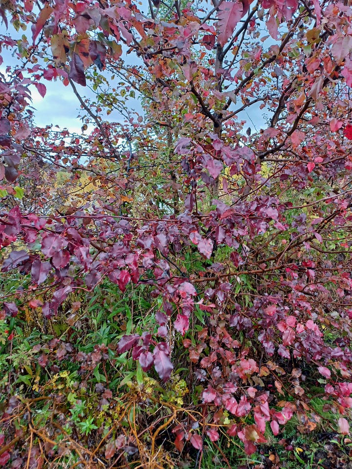 Photos of autumn trees and landscapes