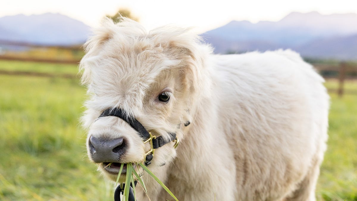 Reading Ambitiously 9-26-25