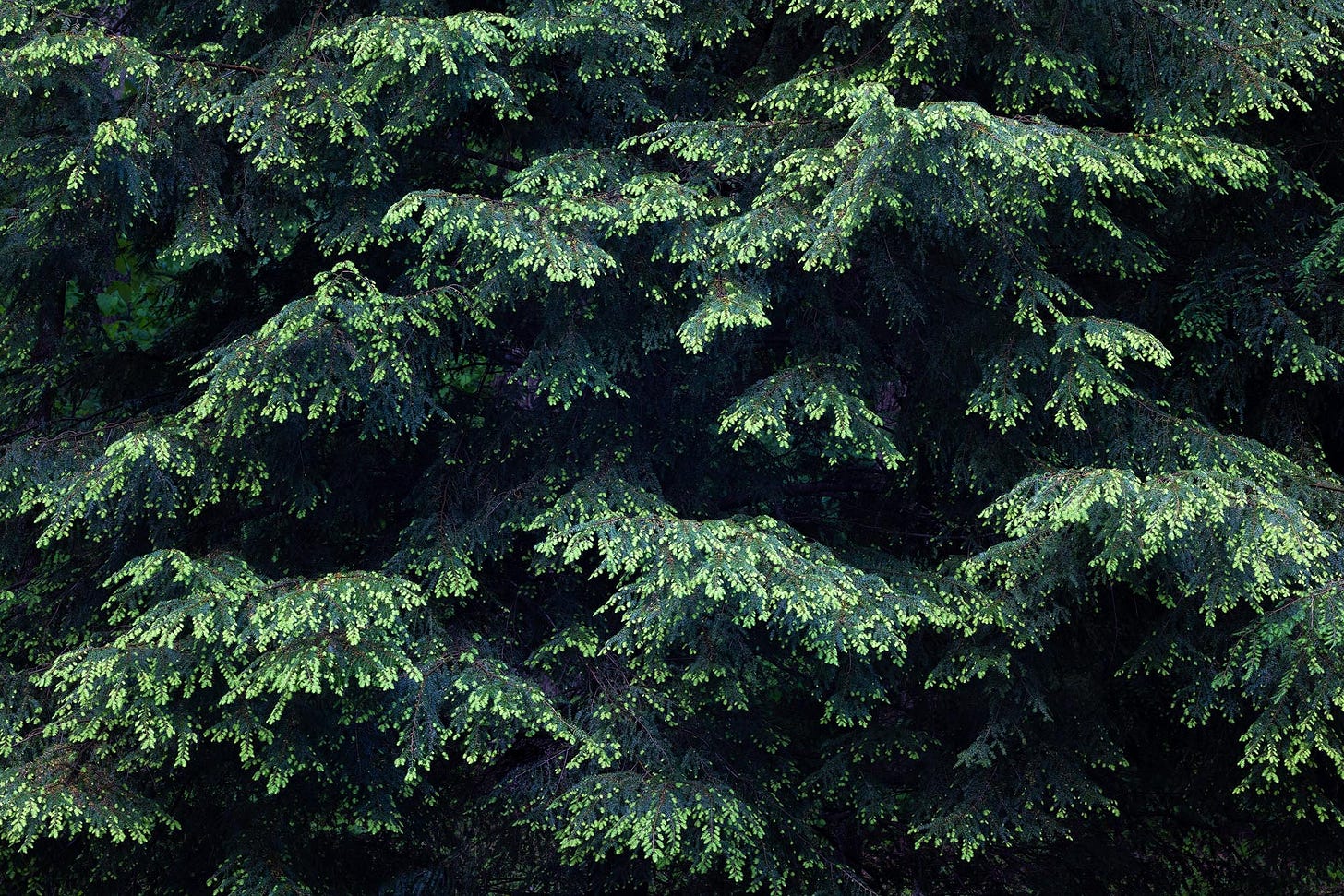 Fresh spring growth on a hemlock tree in Great Smoky Mountains National Park.