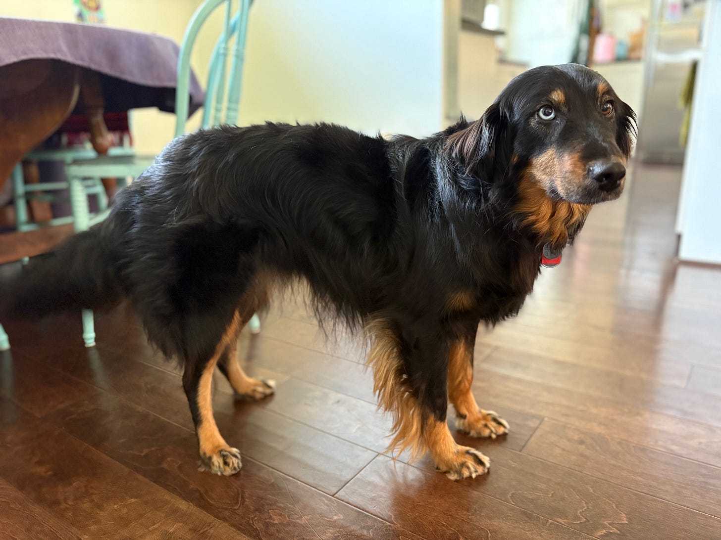 Black and brown long haired dog standing on four feet