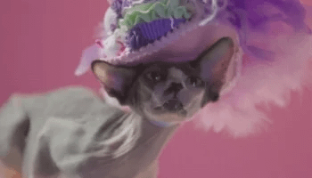hairless cat GIF