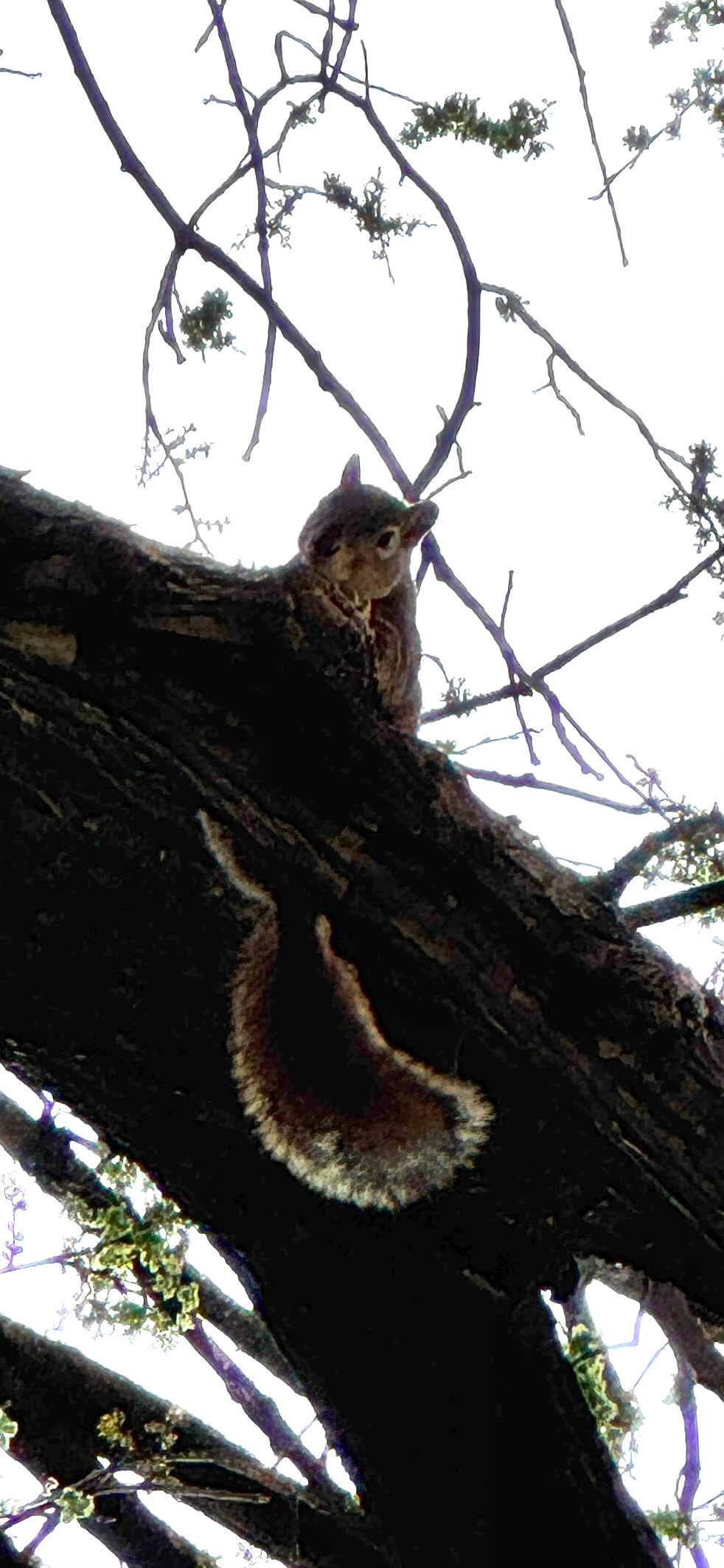 a photograph of a squirrel curled around a branch, looking directly at the camera. Photo is zoomed in, so the quality is very poor.