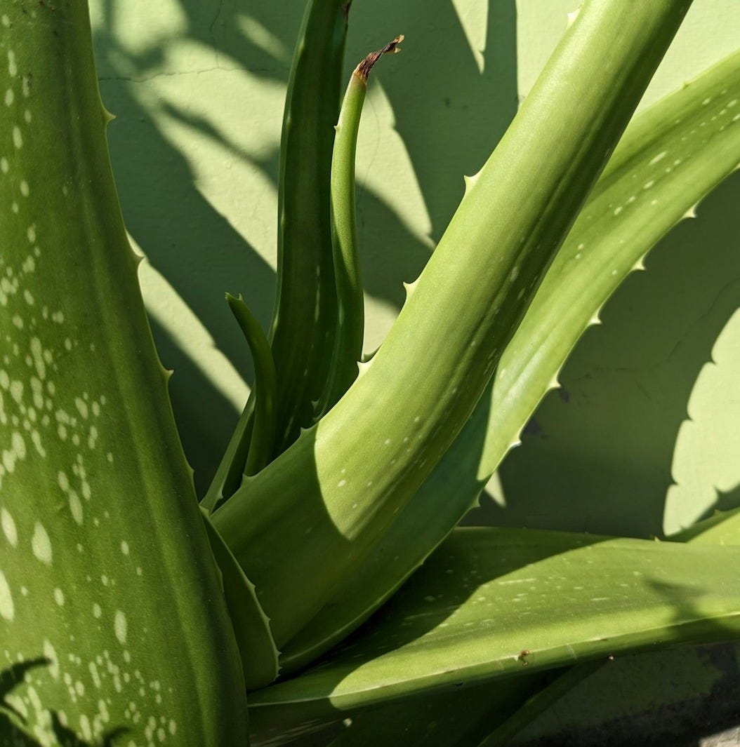 Learn how Aloe Vera is an amazing treatment for different infections, not just burns!