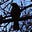 PurpleHoorean's avatar