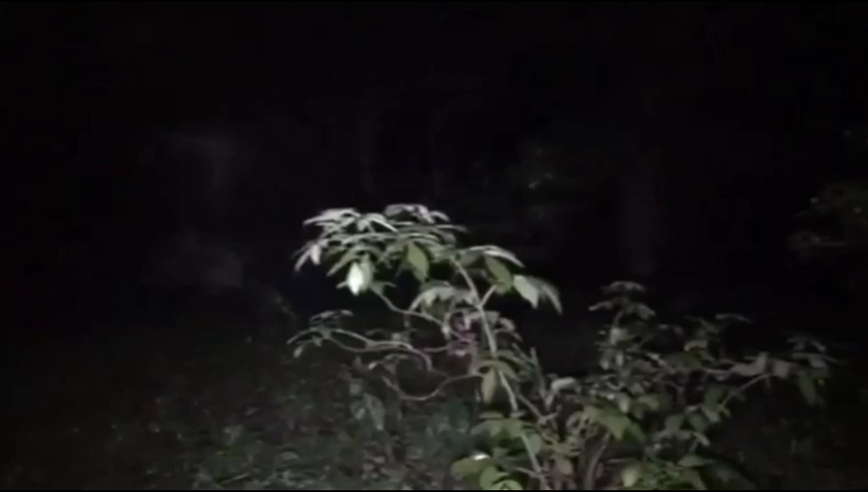 Brocklesby Woods Ghost Cyclist