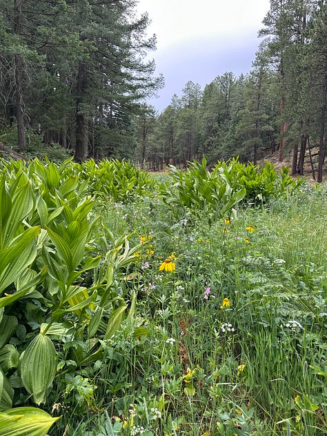 Forest after rain