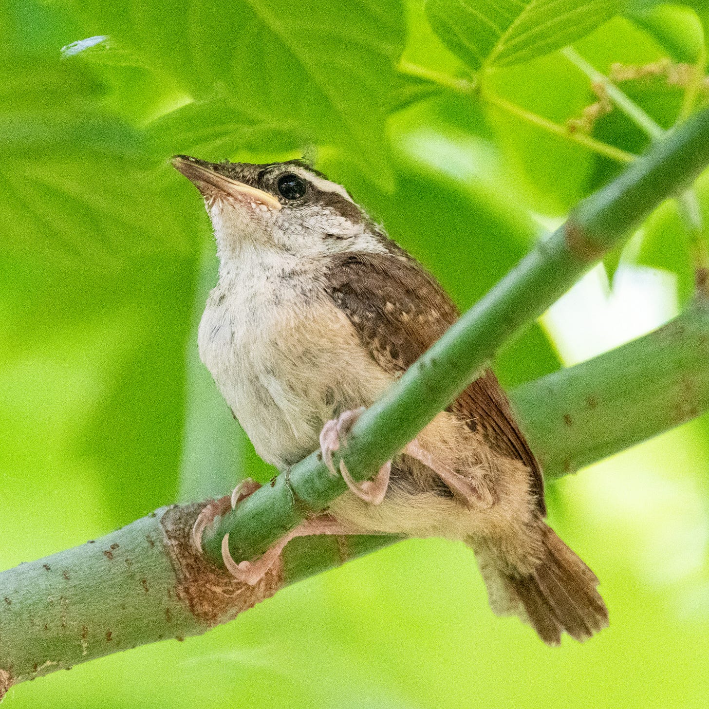 A fledgling Carolina wren, doing its best impression of a bullfrog
