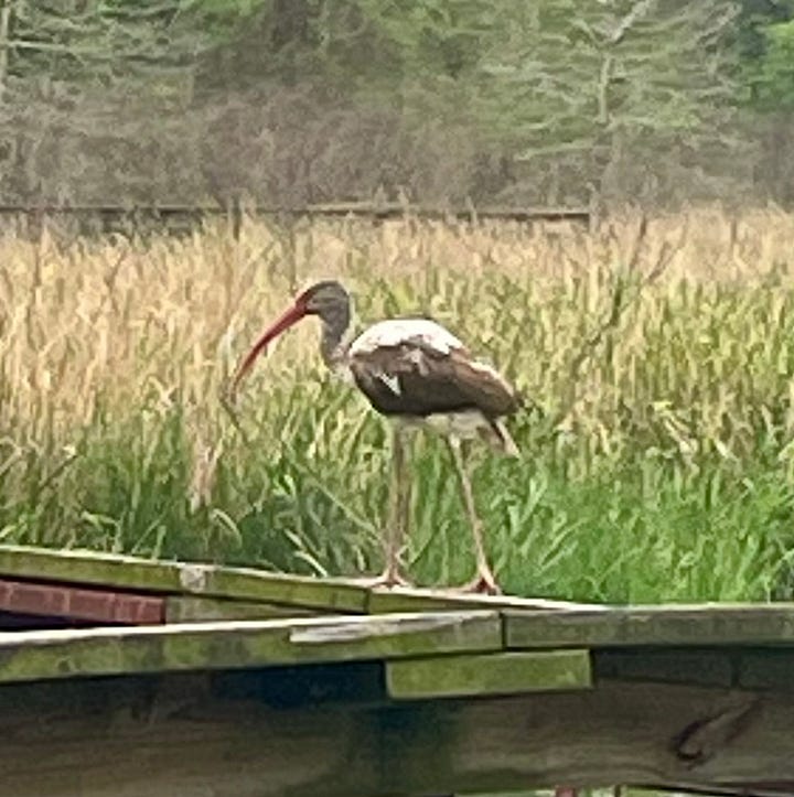 Photos of deer, birds and an alligator.