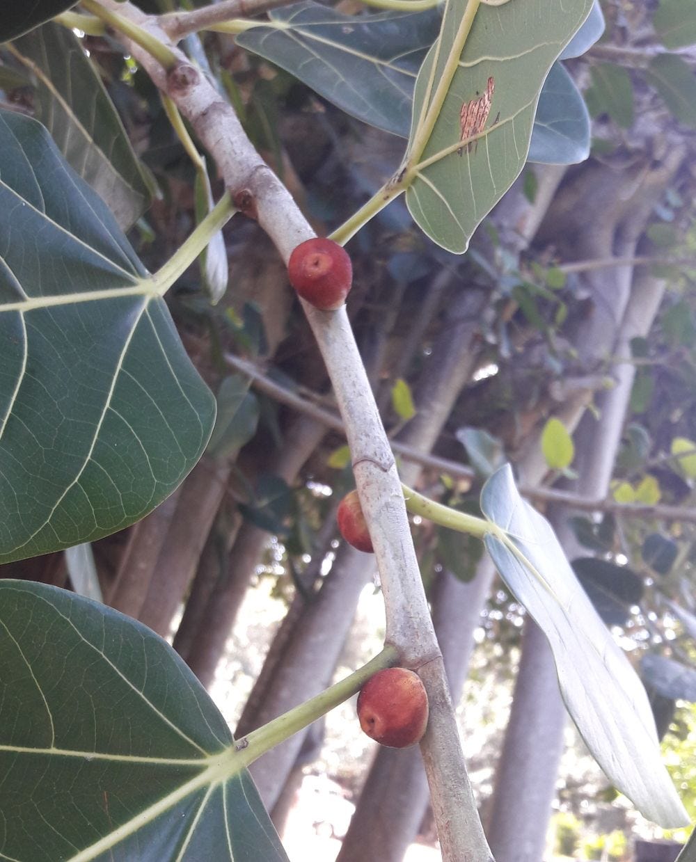 Ficus virens [Fruit & foliage - Arcadia, Magnetic Island, 2022] sml.jpg