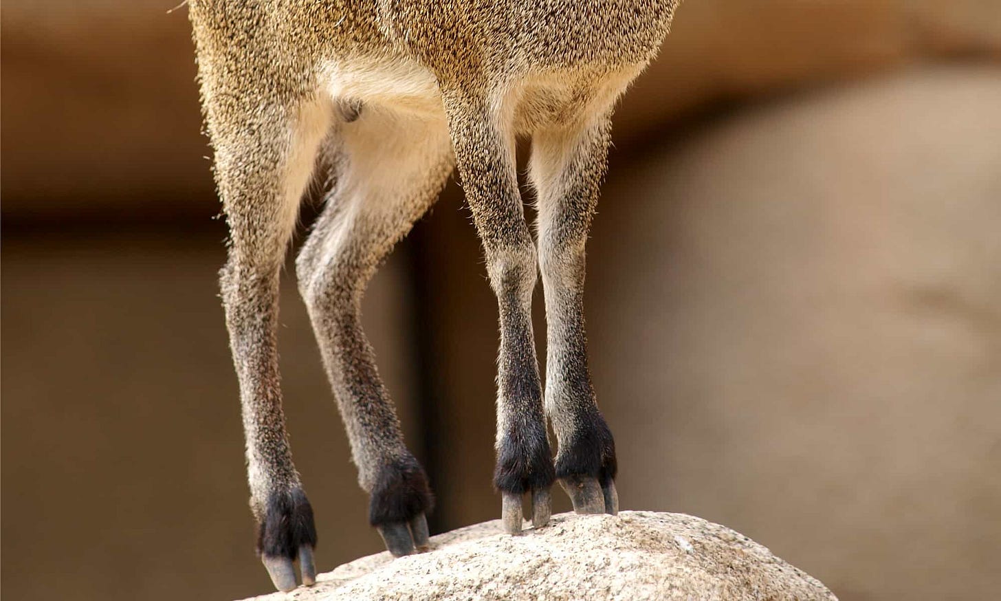 The dainty hooves of a klipspringer, balanced on the peak of a rocky surface The dainty hooves of a klipspringer, balanced on the peak of a rocky surface