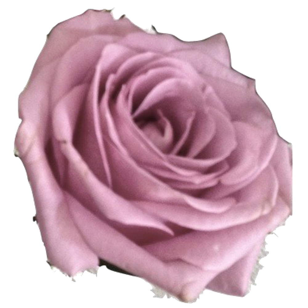 Artwork for Learning to Thrive