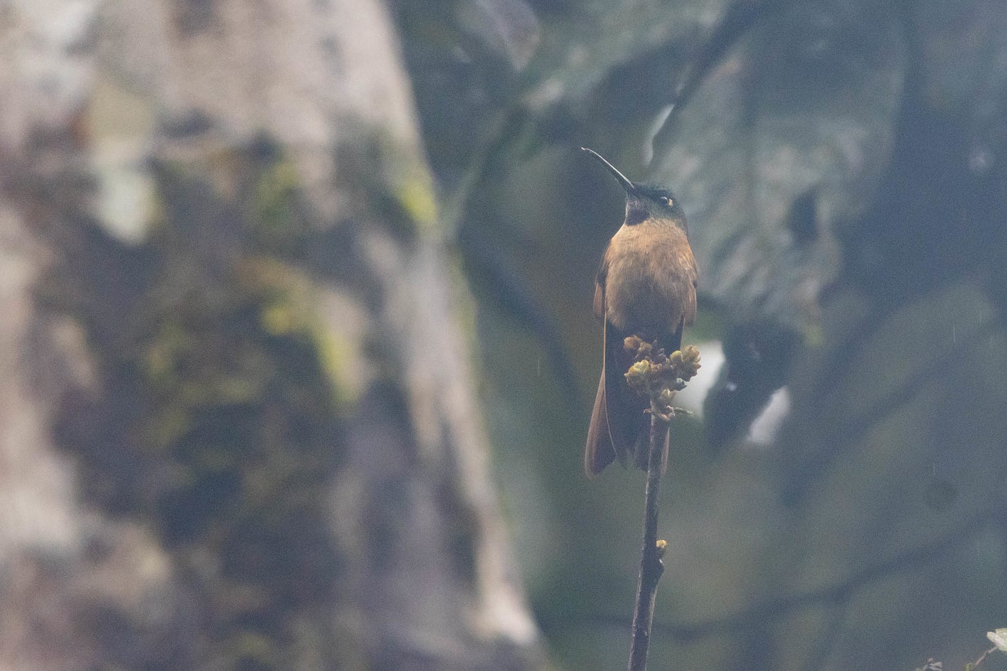 a hummingbird perched on a thin twig in the right third of the image, facing the viewer and looking to the left. it is set against a blurry background, a pale gray-brown, moss covered tree trunk on the left, and dark forest-green foliage on the right. the bird has a pale, rust-colored belly and greenish head with a darker throat, slightly curved thin black beak, and a white spot behind its eye. a hummingbird perched on a thin twig in the right third of the image, facing the viewer and looking to the left. it is set against a blurry background, a pale gray-brown, moss covered tree trunk on the left, and dark forest-green foliage on the right. the bird has a pale, rust-colored belly and greenish head with a darker throat, slightly curved thin black beak, and a white spot behind its eye.